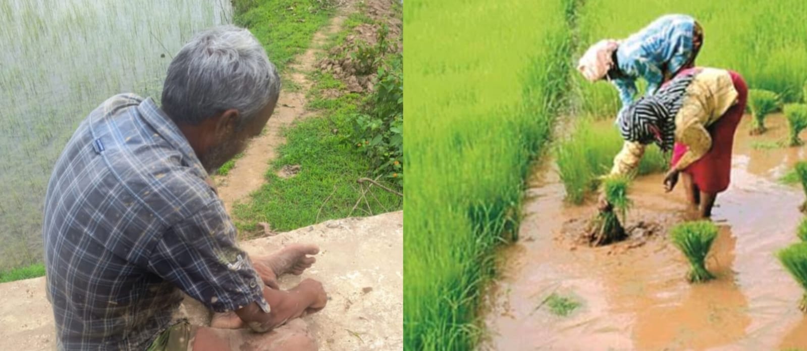 खेत की मेढ पर बैठा चिंतित किसान एवं खेत में थरहा बनाते लाेग खेत की मेढ पर बैठा चिंतित किसान एवं खेत में थरहा बनाते लाेग