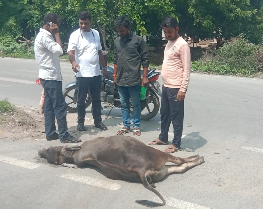 शेष डड़िया गांव के पास सड़क पर मृत पड़ा पशु। शेष डड़िया गांव के पास सड़क पर मृत पड़ा पशु।
