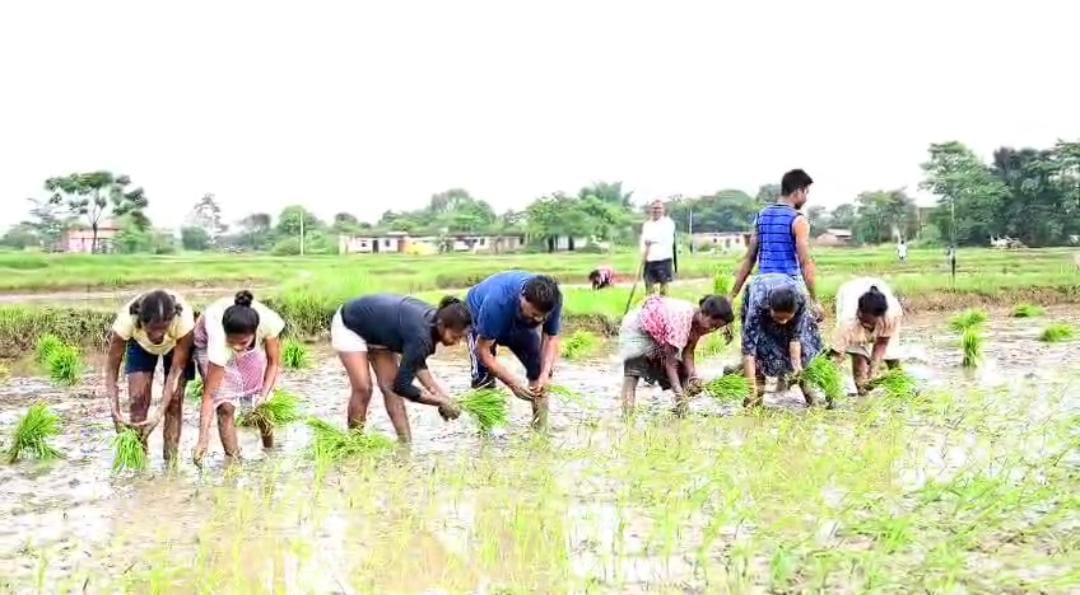 धान रोपते पूर्व मंत्री बंधु तिर्की धान रोपते पूर्व मंत्री बंधु तिर्की