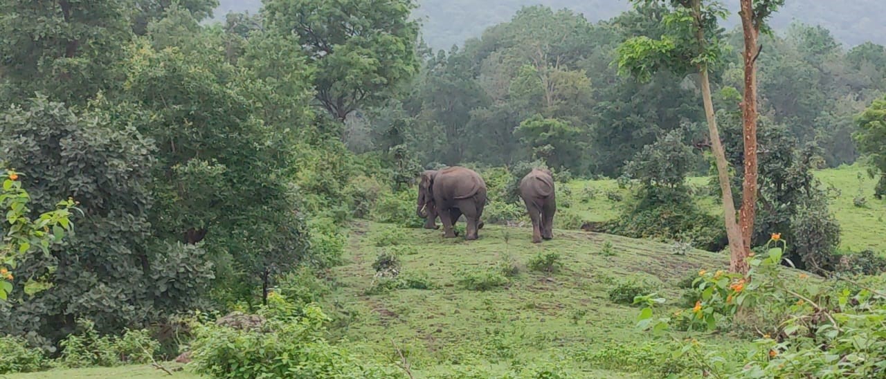 विचरण करते हाथी विचरण करते हाथी
