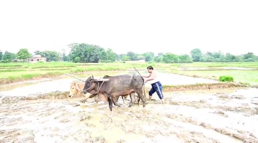 हल चलाते पूर्व मंत्री बंधु तिर्की हल चलाते पूर्व मंत्री बंधु तिर्की