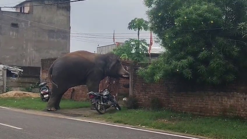 elephant