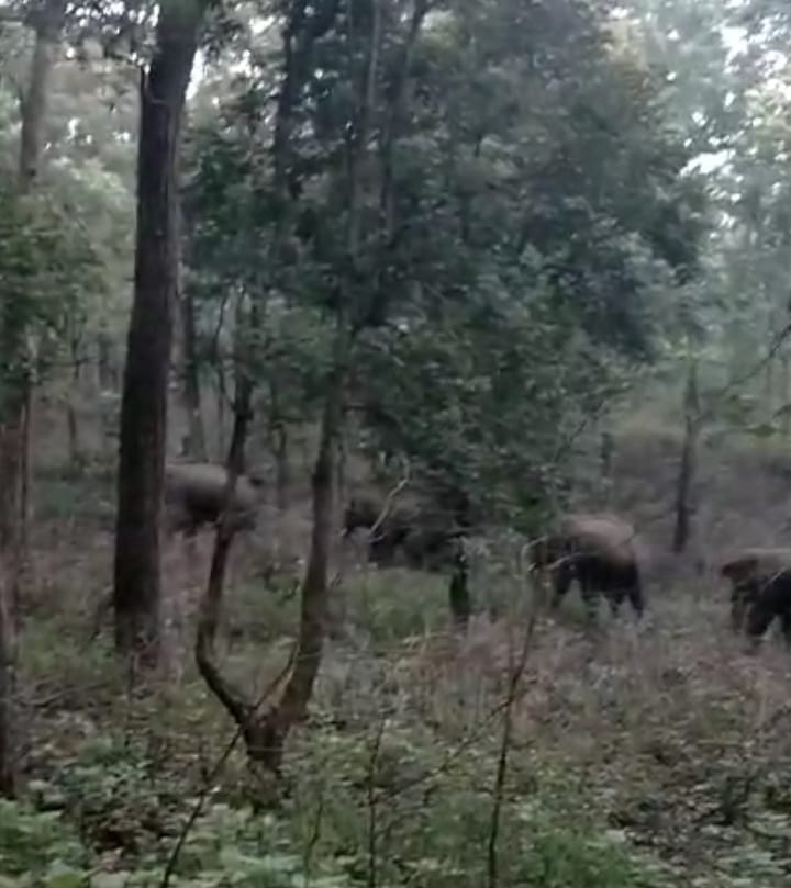 जंगल में विचरण करते चाराें हाथी
