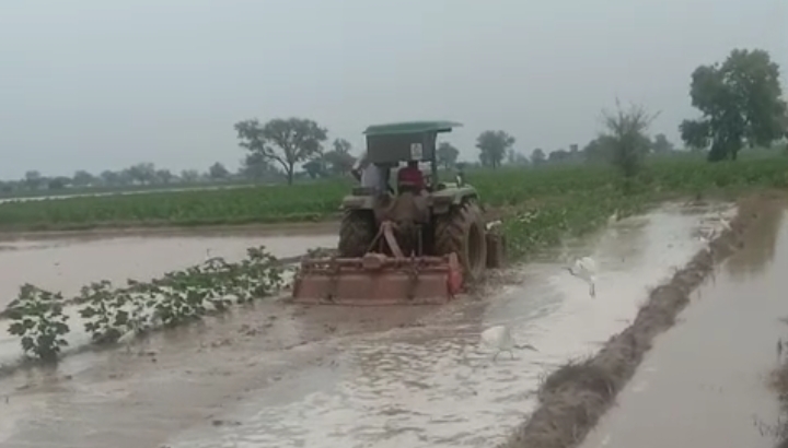 सेमग्रस्म क्षेत्र में जलभराव से नरमा की फसल पर टै्रक्टर चलाते किसान। सेमग्रस्म क्षेत्र में जलभराव से नरमा की फसल पर टै्रक्टर चलाते किसान।