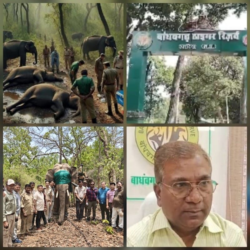 रेसक्यू कर बांधवगढ़ लाये गये जंगली नर हाथी की मौत रेसक्यू कर बांधवगढ़ लाये गये जंगली नर हाथी की मौत
