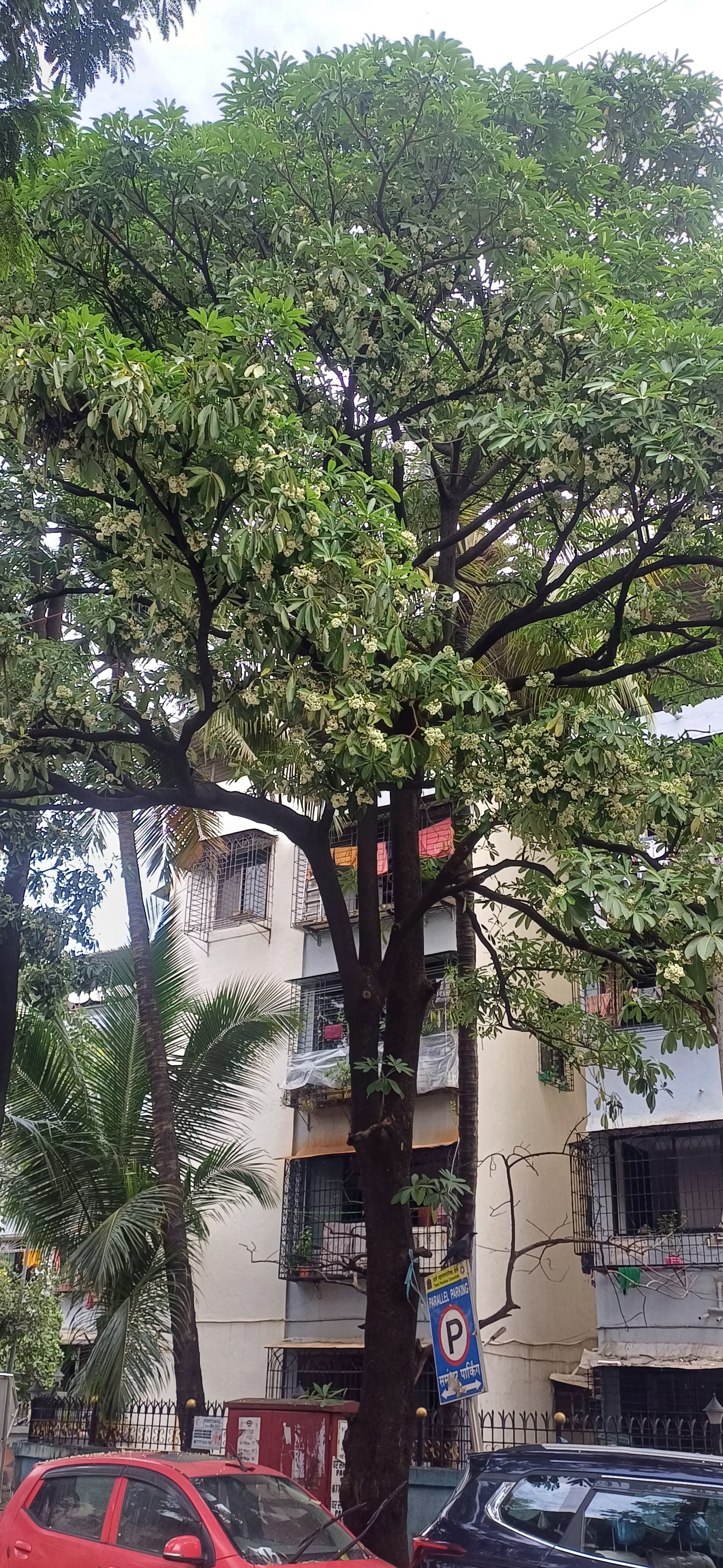 Blooming of saptavarni of July due imbalance climate Blooming of saptavarni of July due imbalance climate