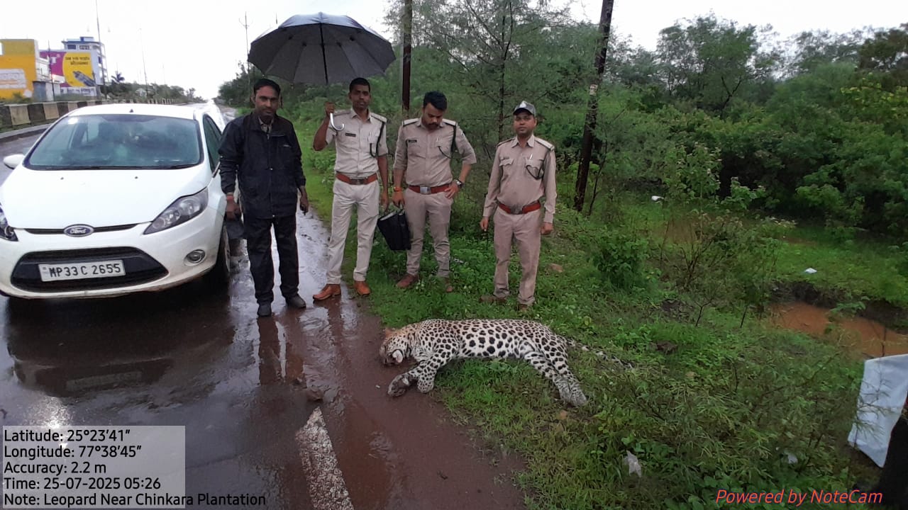 मृत नर तेन्दुए की आयु लगभग 2 से 3 वर्ष आँकी गई मृत नर तेन्दुए की आयु लगभग 2 से 3 वर्ष आँकी गई