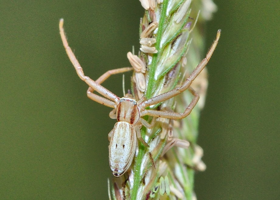 spider spider