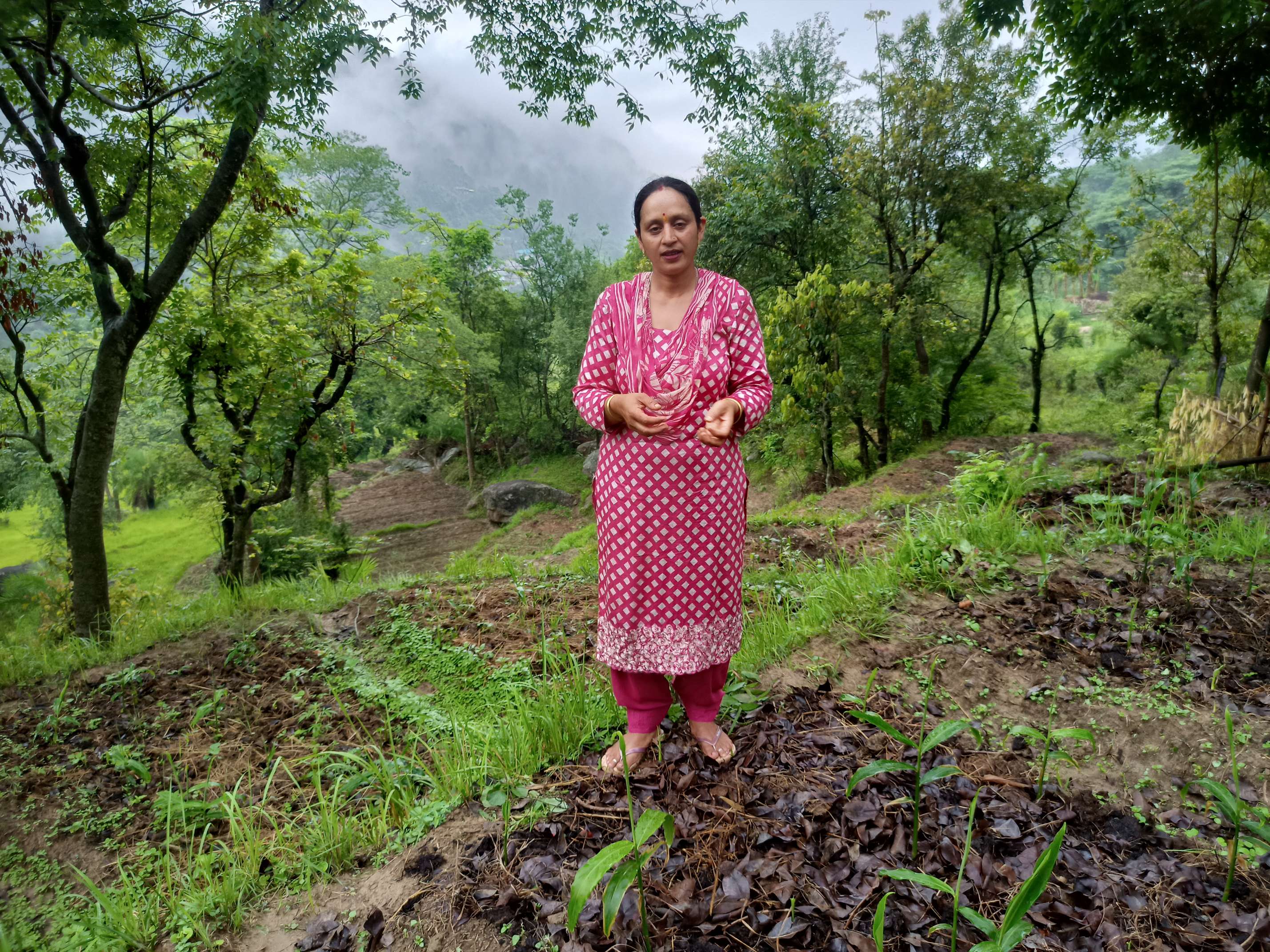 फसल विविधिकरण से आई खेतों में हरियाली। फसल विविधिकरण से आई खेतों में हरियाली।