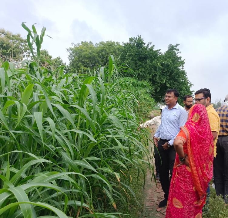निरीक्षण के दौरान उप निदेशक और किसान (वीडियो से ली गई फोटो) निरीक्षण के दौरान उप निदेशक और किसान (वीडियो से ली गई फोटो)