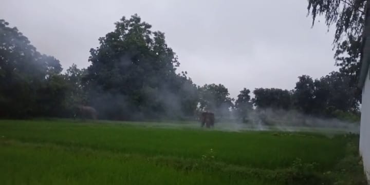 हाथियों काे भागाने का प्रयास करते लाेग हाथियों काे भागाने का प्रयास करते लाेग