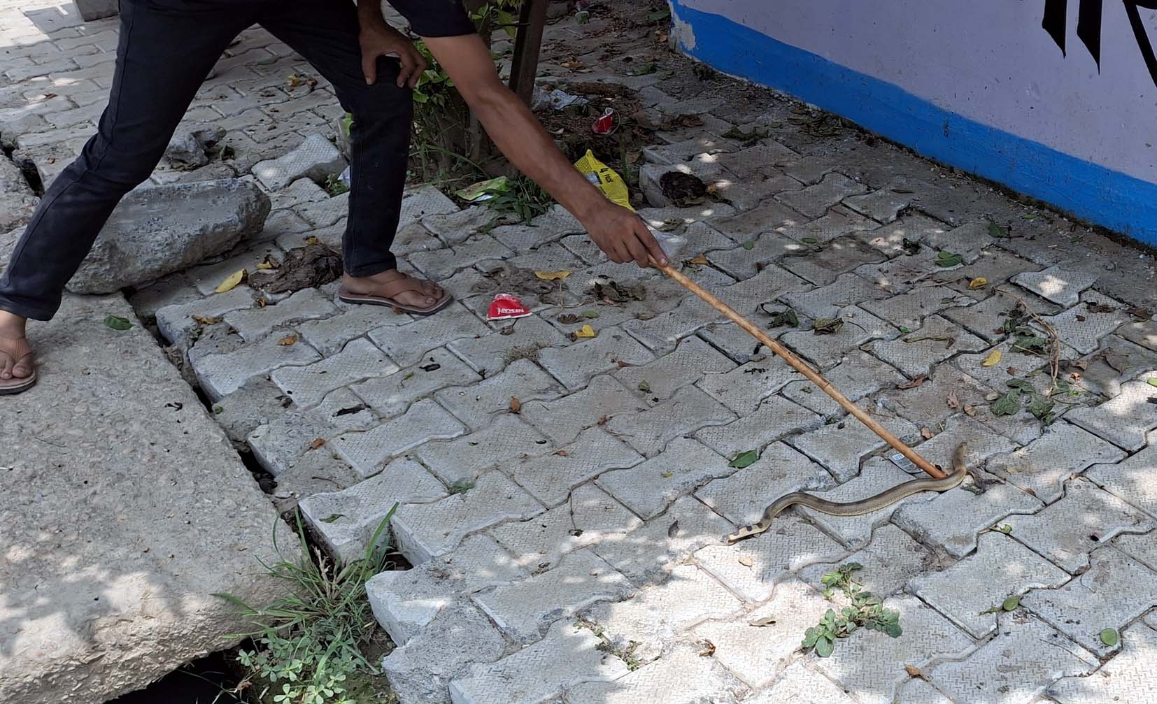 खांडा मोड़ पर सड़क पर सांप को देखता हुआ युवक।