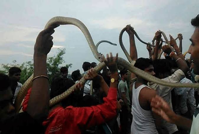 सांपों की प्रदर्शनी में सम्मिलित व्यक्तियों के विरुद्ध वन्य जीव संरक्षण अधिनियम के तहत वाद दायर