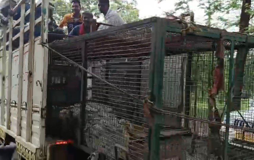 दमोह-विशाल मगरमच्छ पिंजडे में बंद दमोह-विशाल मगरमच्छ पिंजडे में बंद
