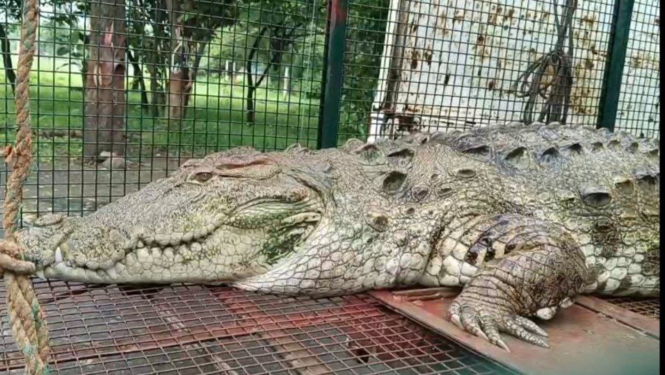 दमोह-विशाल मगरमच्छ पिंजडे में बंद दमोह-विशाल मगरमच्छ पिंजडे में बंद
