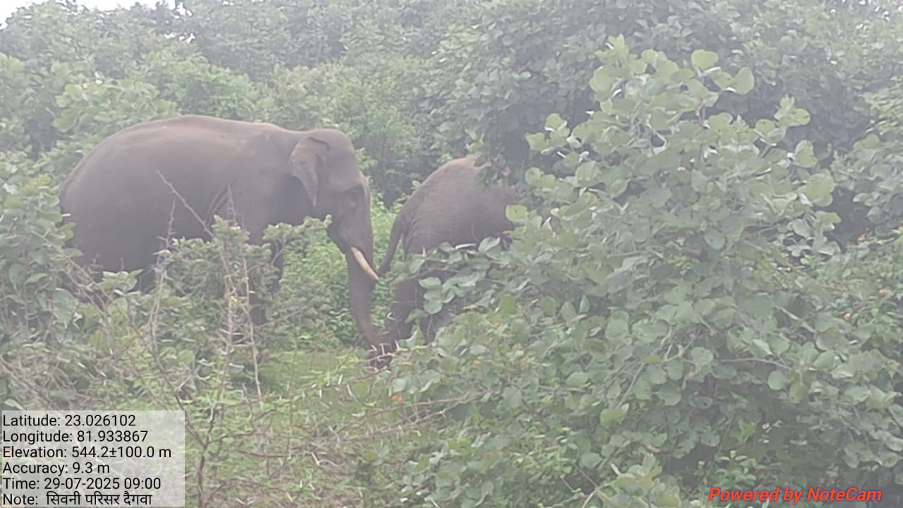 वापस लाैटते हाथी वापस लाैटते हाथी