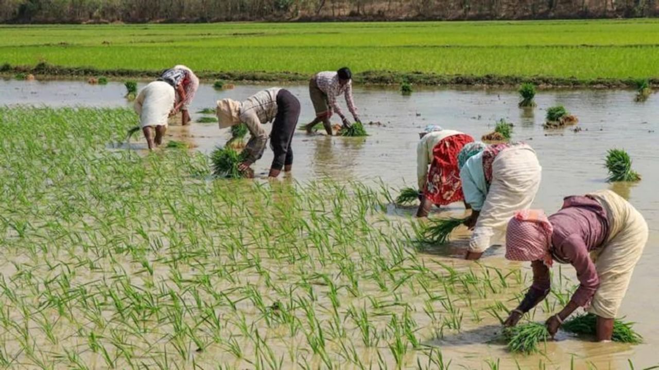 धान की खेती करते किसान धान की खेती करते किसान
