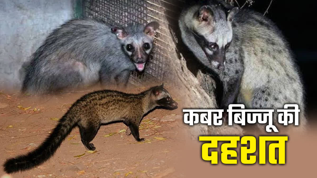 अशोकनगर: रिहायसी इलाके में कबर बिज्जू की दहशत
