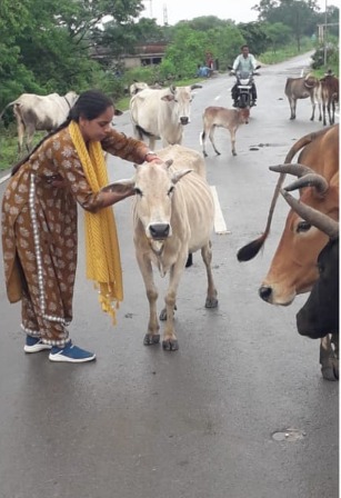 जांजगीर-चांपा जिले में घुमंतू पशुओं को लगाया जा रहा रिफ्लेक्टीव बेल्ट और टैग जांजगीर-चांपा जिले में घुमंतू पशुओं को लगाया जा रहा रिफ्लेक्टीव बेल्ट और टैग