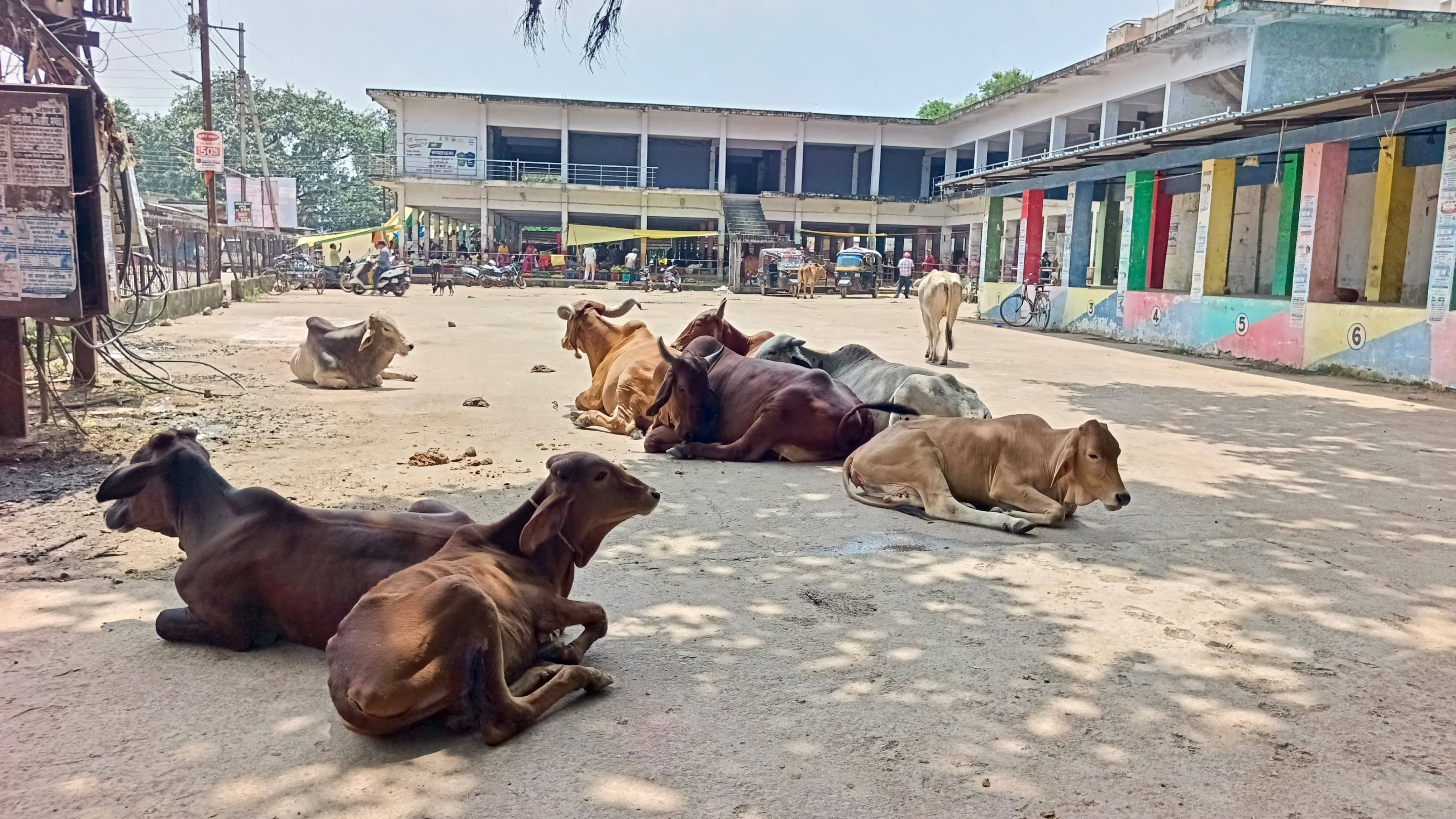 इतवारी बाजार में इस तरह का नजारा आम है। बाजार के सामने बैठा मवेशियों का झुंड। इतवारी बाजार में इस तरह का नजारा आम है। बाजार के सामने बैठा मवेशियों का झुंड।