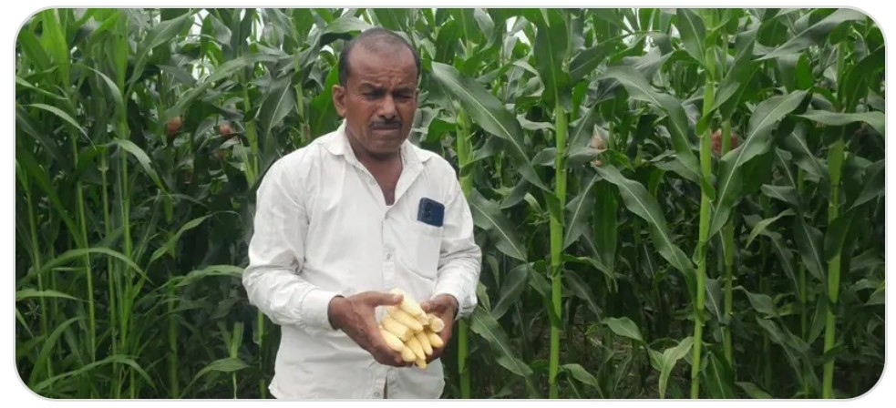 अबशेष फसल दिखाते किसान अबशेष फसल दिखाते किसान