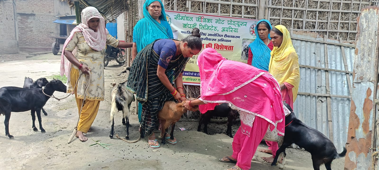 अररिया फोटो:बकरियों का टीकाकरण अररिया फोटो:बकरियों का टीकाकरण
