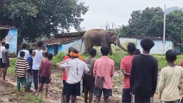 elephant elephant