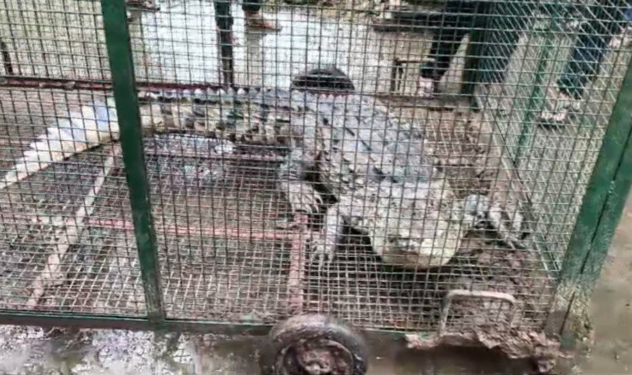 दमोह-पिंजडे में चैथा मगरमच्छ,वन विभाग ने रेस्क्यू किया