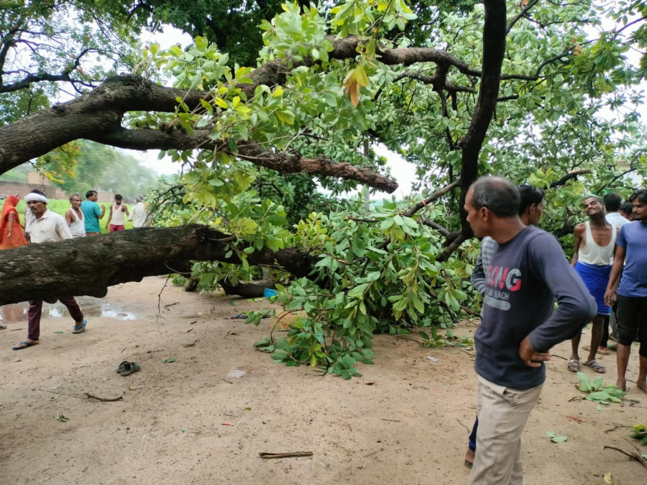 विद्यालय के बाहर गिरे पेड़ का छाया चित्र
