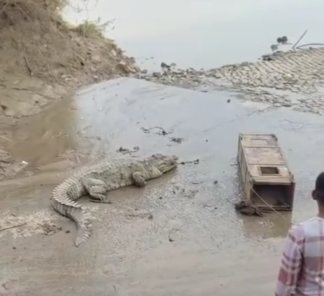 कोलूखेडा में बाढ में बहकर आया विशाल मगरमच्छ। कोलूखेडा में बाढ में बहकर आया विशाल मगरमच्छ।