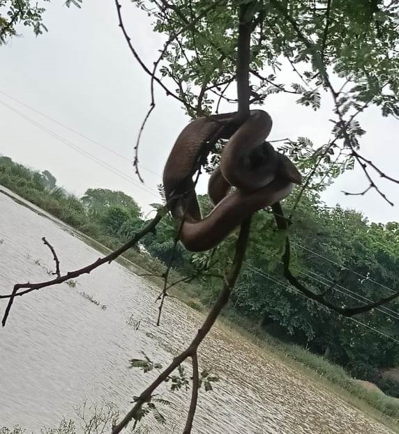चम्बल का पानी उतरने के बाद घर व पेड़ों पर दिखाई दे रहे हैं जहरीले सांप चम्बल का पानी उतरने के बाद घर व पेड़ों पर दिखाई दे रहे हैं जहरीले सांप