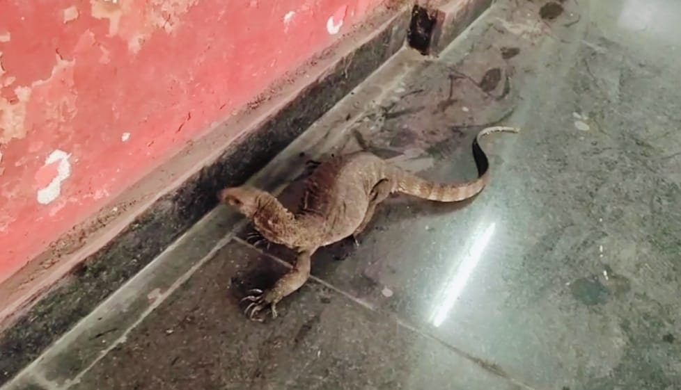 कोरबा : क्लासरूम के बाहर घूम रही थी मादा गोह, सर्प मित्र की मदद से रेस्क्यू किया गया शेड्यूल 1 का खूबसूरत सरीसृप कोरबा : क्लासरूम के बाहर घूम रही थी मादा गोह, सर्प मित्र की मदद से रेस्क्यू किया गया शेड्यूल 1 का खूबसूरत सरीसृप
