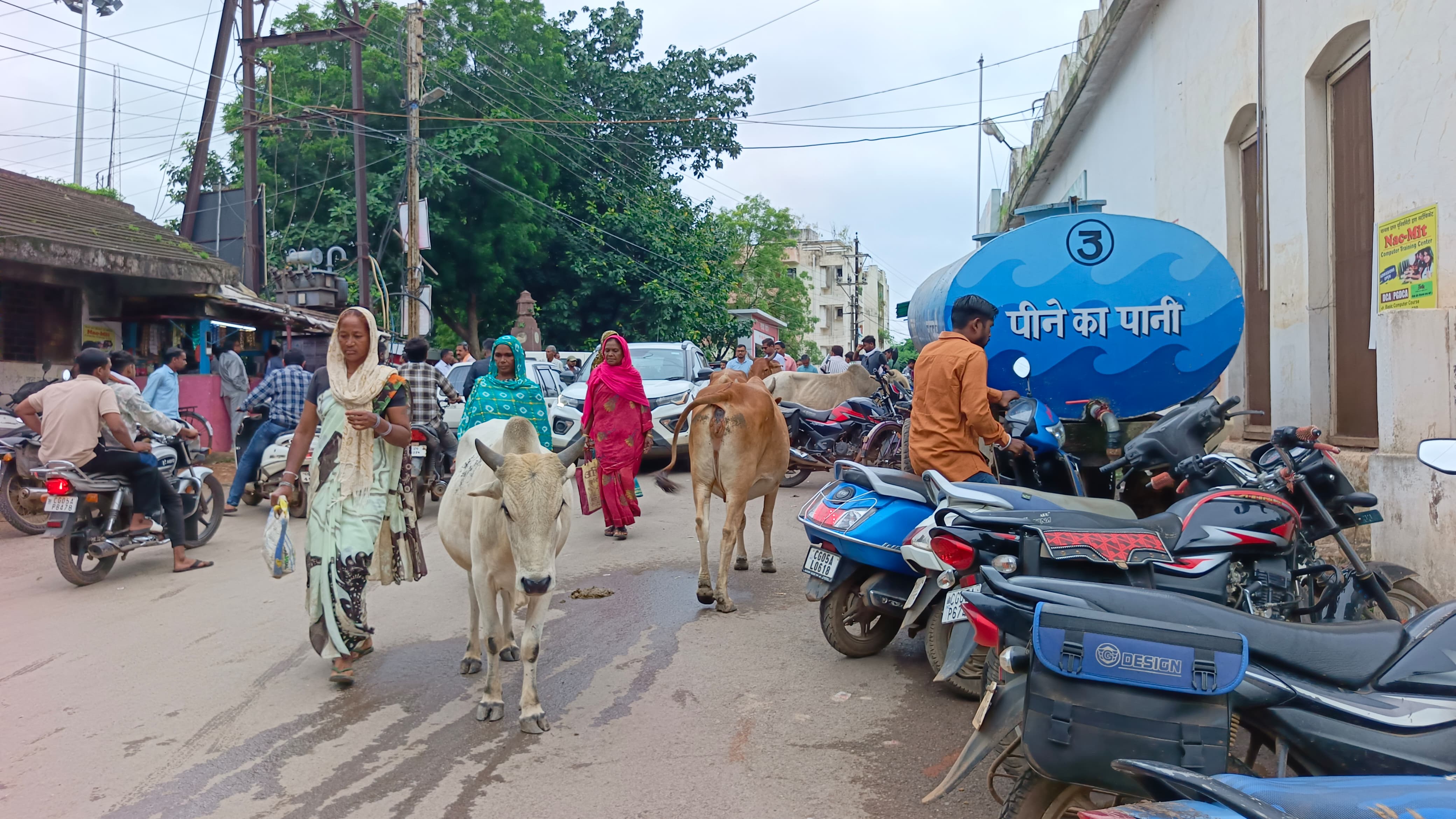 सड़क में इस तरह से बैठा रहता है मवेशियों का झुंड।