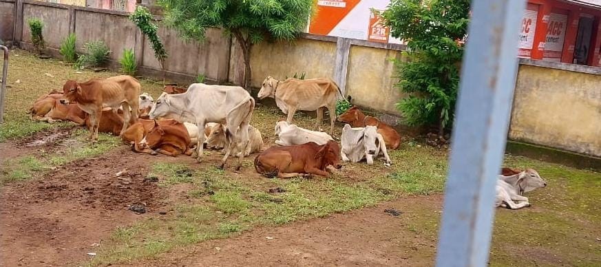 जब्ती के बाद वेटनरी अस्पताल में रखे मवेशी।