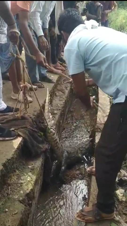 गांव में मगरमच्छ को बांधते हुए ग्रामीण। गांव में मगरमच्छ को बांधते हुए ग्रामीण।