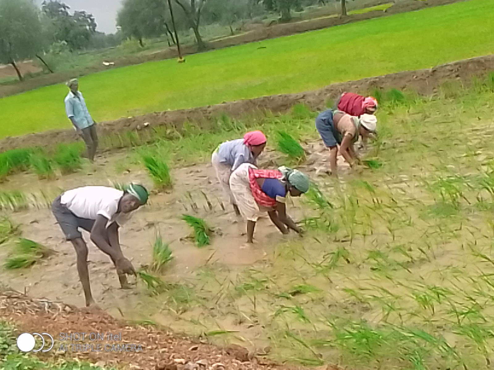 खेत में रोपाई करते हुए मजदूर। खेत में रोपाई करते हुए मजदूर।