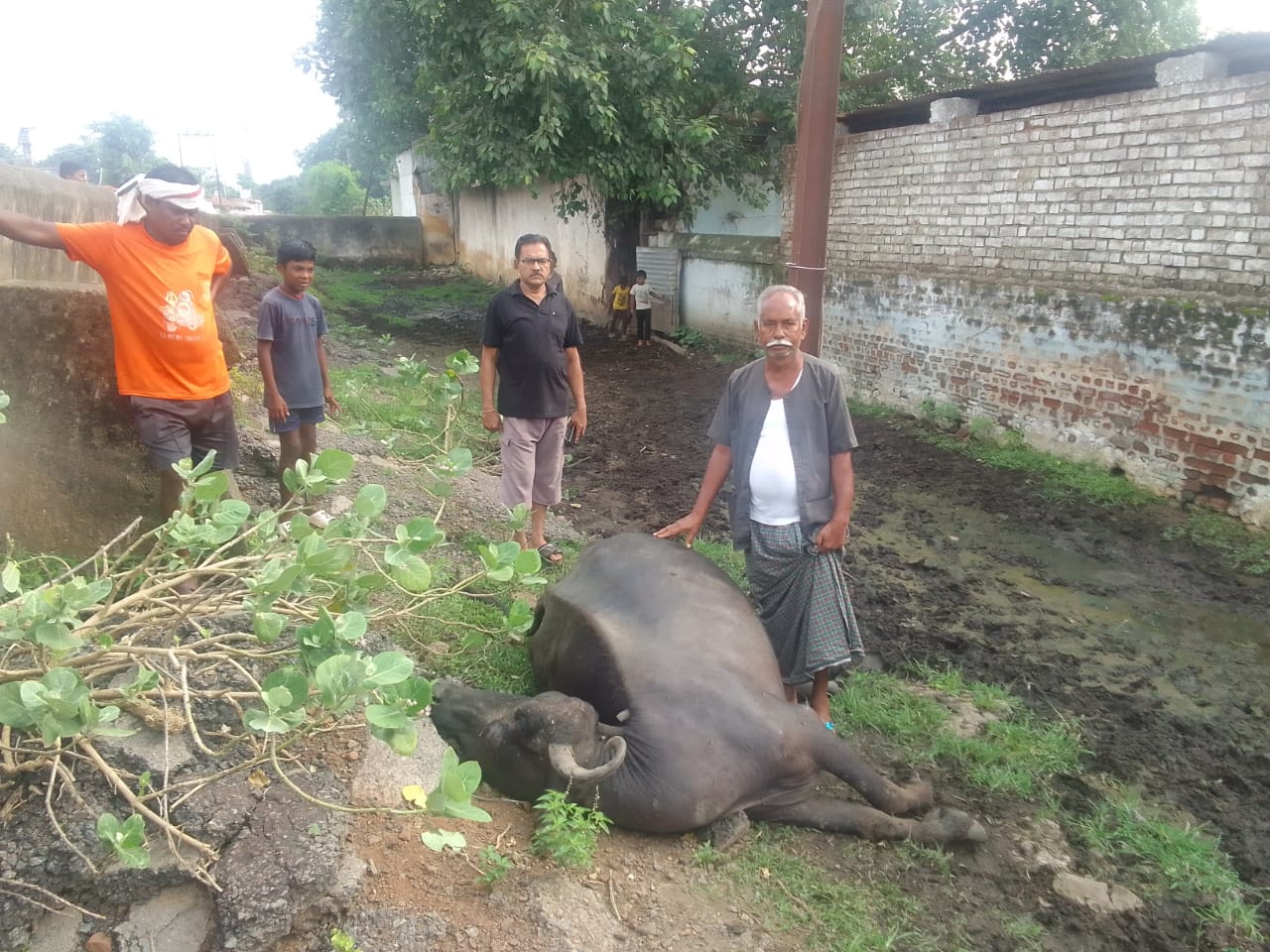 मुर्रा भैंस के शव के साथ शेखर चंद्राकर व अन्य।