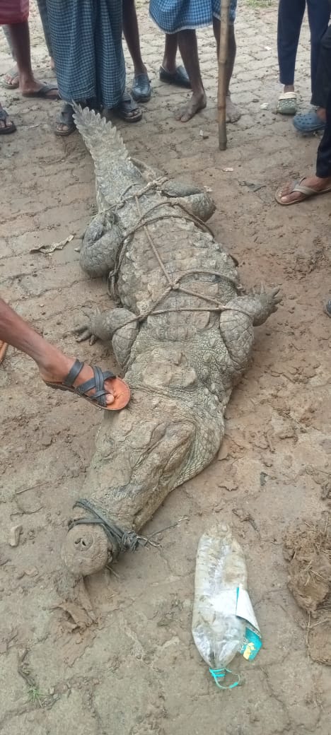 करौंदा गांव में एक खेत में मिला दस फीट लंबा मगरमच्छ। करौंदा गांव में एक खेत में मिला दस फीट लंबा मगरमच्छ।
