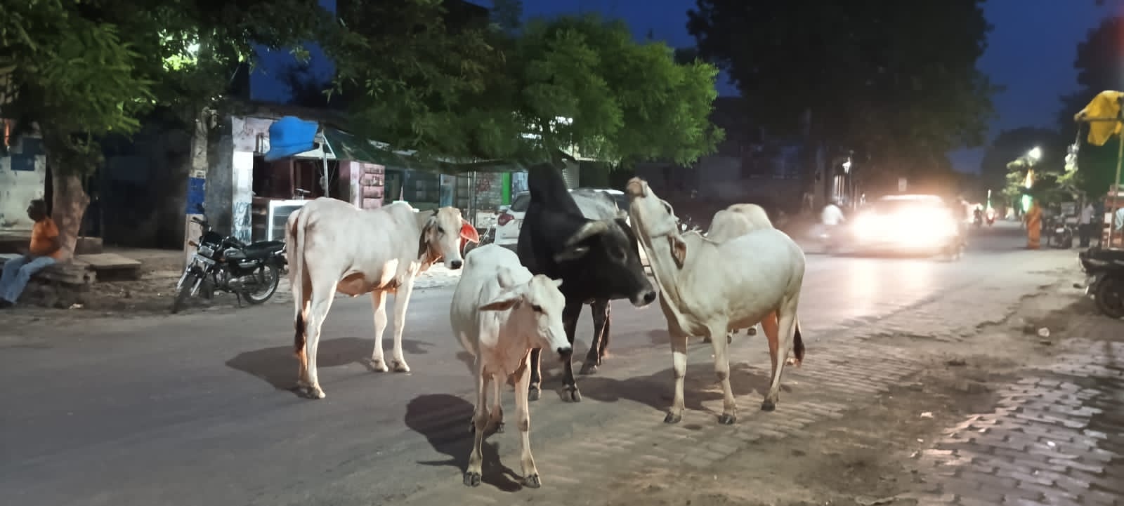 फोटो - आवारा पशु सड़को पर घूमते