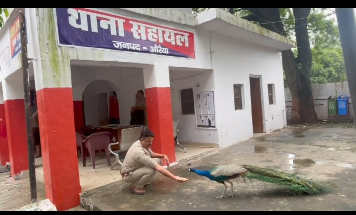 फोटो - मोर को बिस्किट खिलाते थाना प्रभारी फोटो - मोर को बिस्किट खिलाते थाना प्रभारी