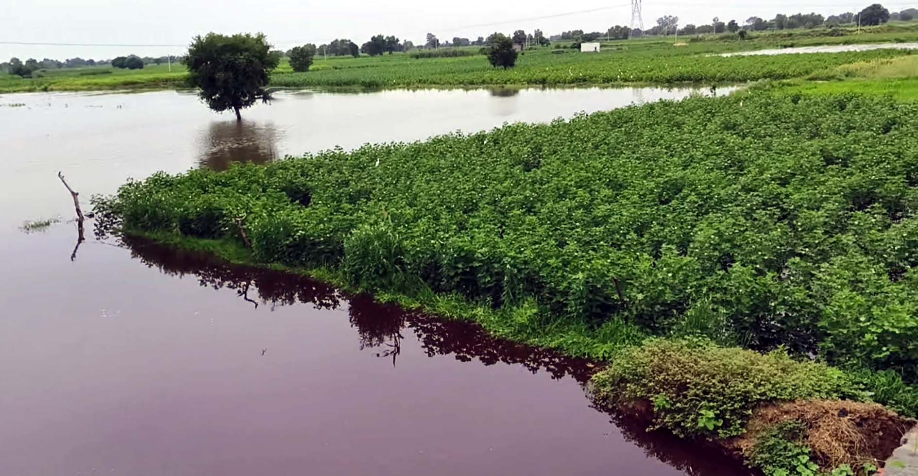 ड्रेन टूटने से खेतों में बहता पानी।