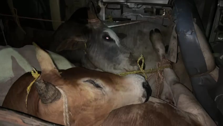 सीतापुर इलाके में मवेशी तस्करी सीतापुर इलाके में मवेशी तस्करी