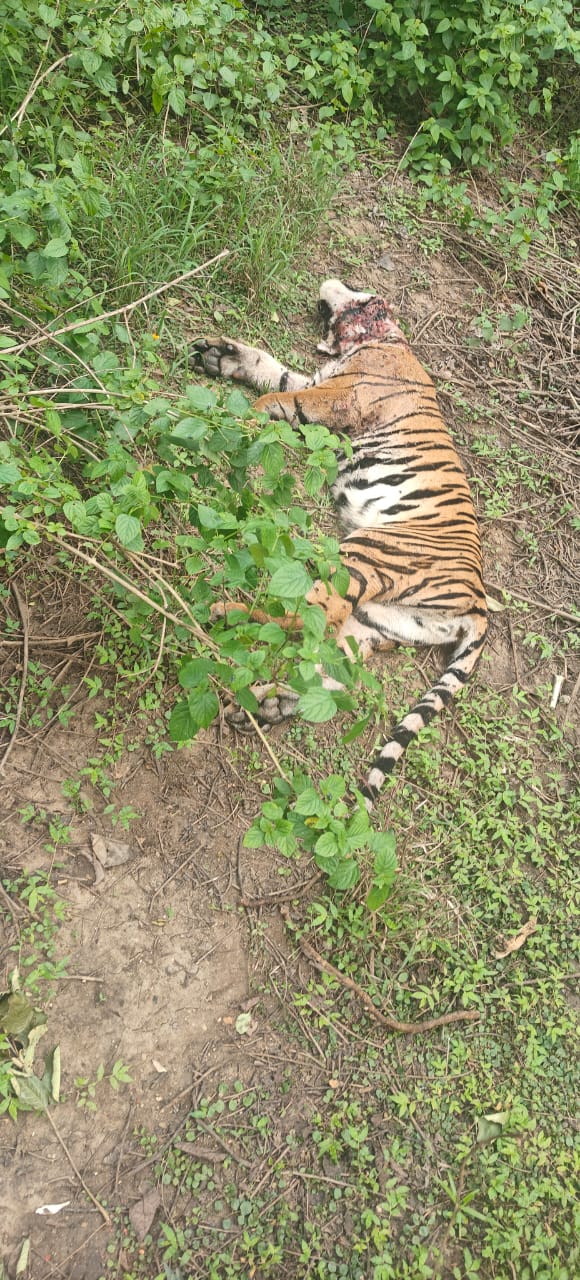 Seoni: A female tiger died in a fight Seoni: A female tiger died in a fight