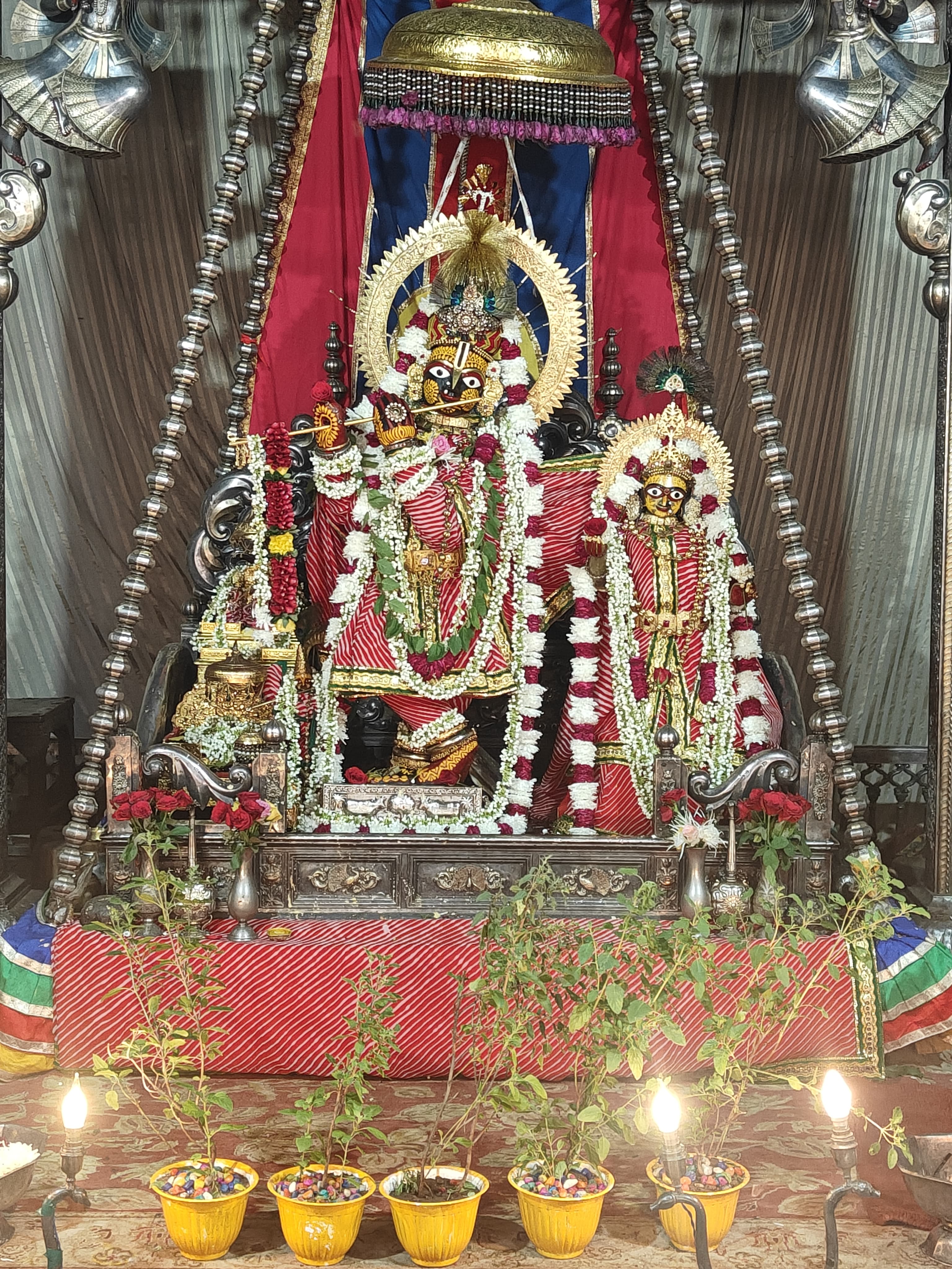 श्री गोविंद धाम में ग्यारह सौ तुलसी पौधों का वितरण