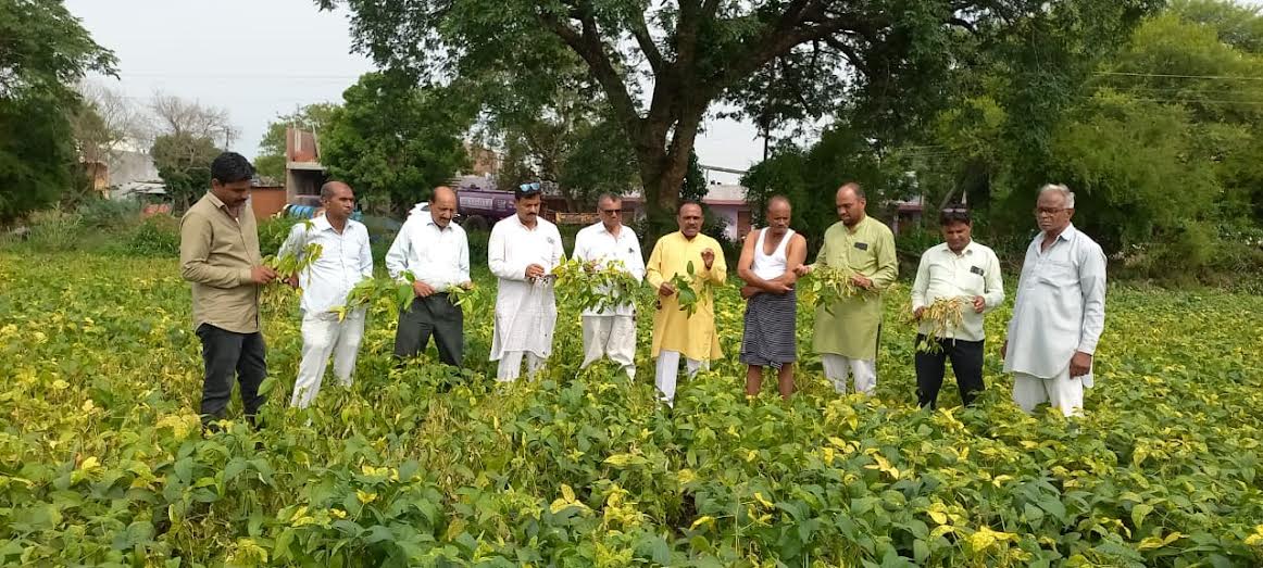 सोयाबीन की फसलें हुई पीला मोजेक से प्रभावित, मुआवजे की मांग