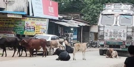 राजगढ़ के भावा बाजार में सड़क पर बैठे छुट्टा निराश्रित पशु।
