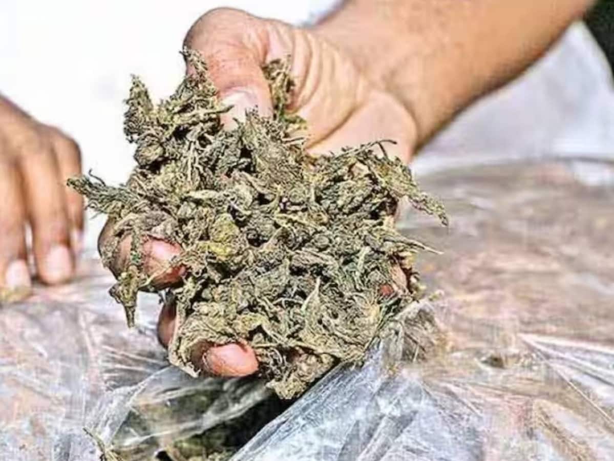 नदिया जिले से गांजा के साथ युवक गिरफ्तार नदिया जिले से गांजा के साथ युवक गिरफ्तार