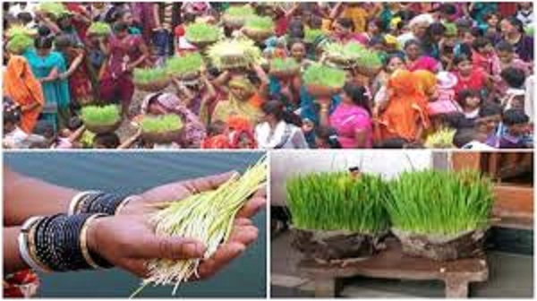 फाइला फाेटाे