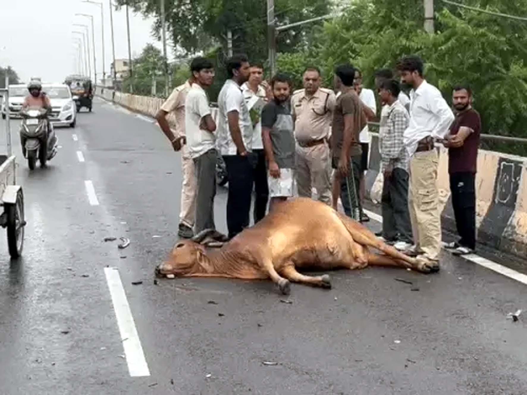 डाबड़ा चौक पुल पर मरी पड़ी गाय व मौके पर पहुंची पुलिस।