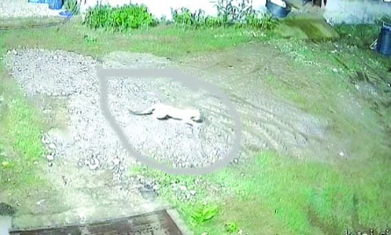 कुÙाे काे ले जाता गुलदार
